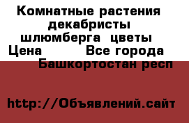 Комнатные растения, декабристы (шлюмберга) цветы › Цена ­ 300 - Все города  »    . Башкортостан респ.